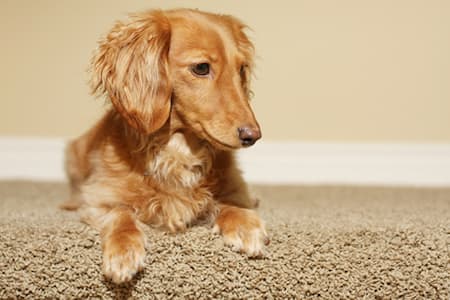 Best carpeting for households with pets